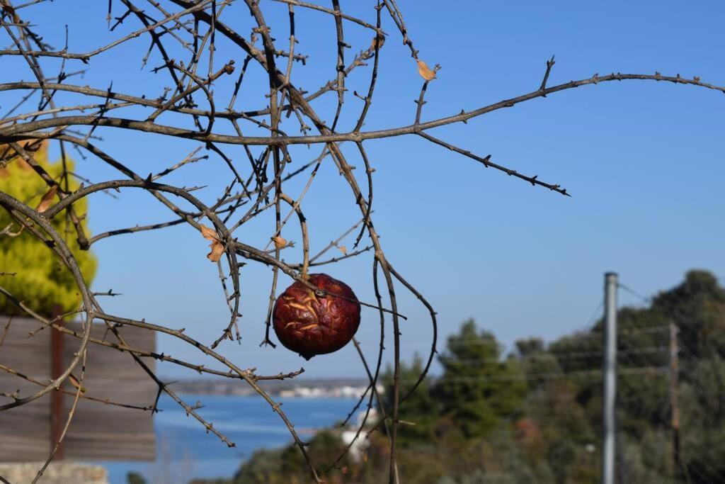 Ολόκληρος Όροφος Αγροτική Οικία Neos Pirgos Exterior foto