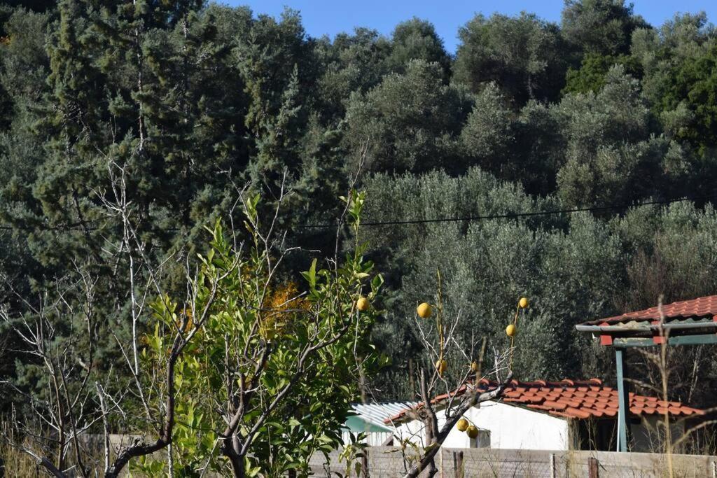 Ολόκληρος Όροφος Αγροτική Οικία Neos Pirgos Exterior foto